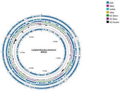 Genomic insights from Lactiplantibacillus plantarum BRD3A isolated from Atingba, a traditional fermented rice-based beverage and analysis of its potential for probiotic and antimicrobial activity against Methicillin-resistant Staphylococcus aureus